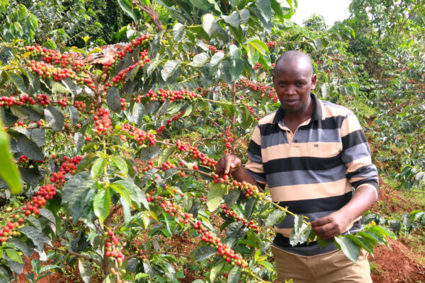Kenya getuya AA