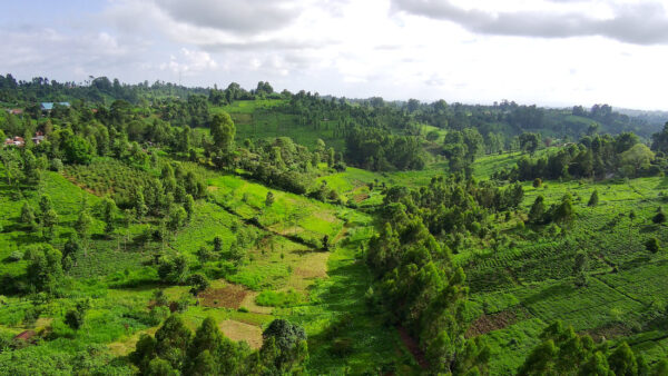 Kenya getuya AA